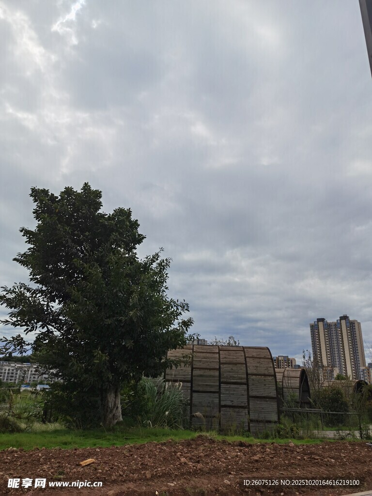 田野旁的大树与建筑物
