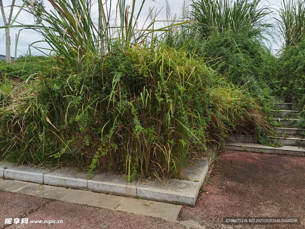庭院绿植景观一角