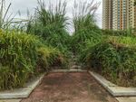 城市中绿植环绕的幽静小径