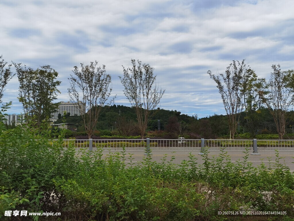 郊外树木与草地风景