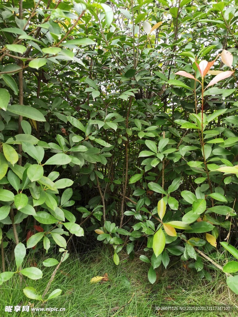 绿叶繁茂的灌木丛景观