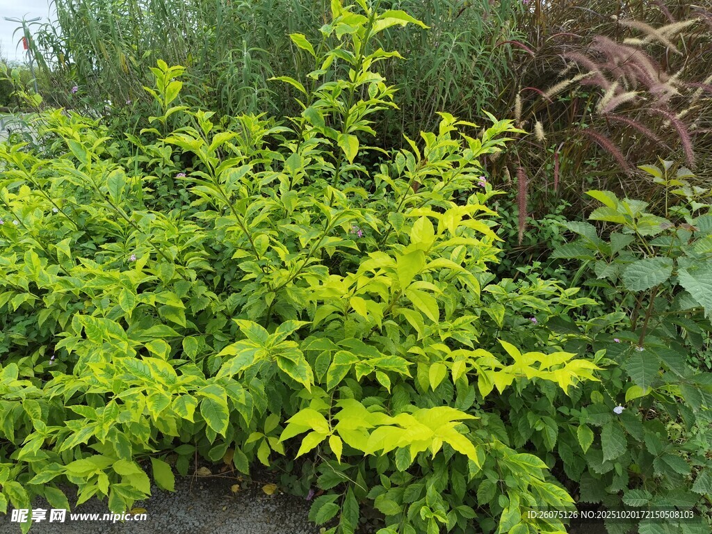 翠绿植物生机盎然