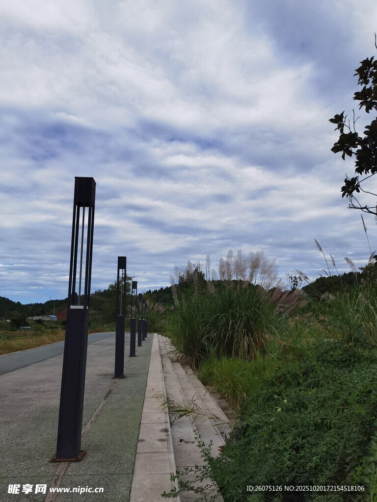 户外道路旁的路灯与绿植