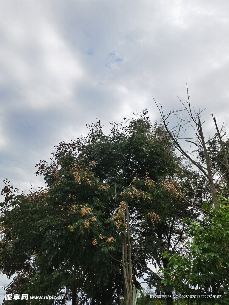 天空下的繁茂绿树