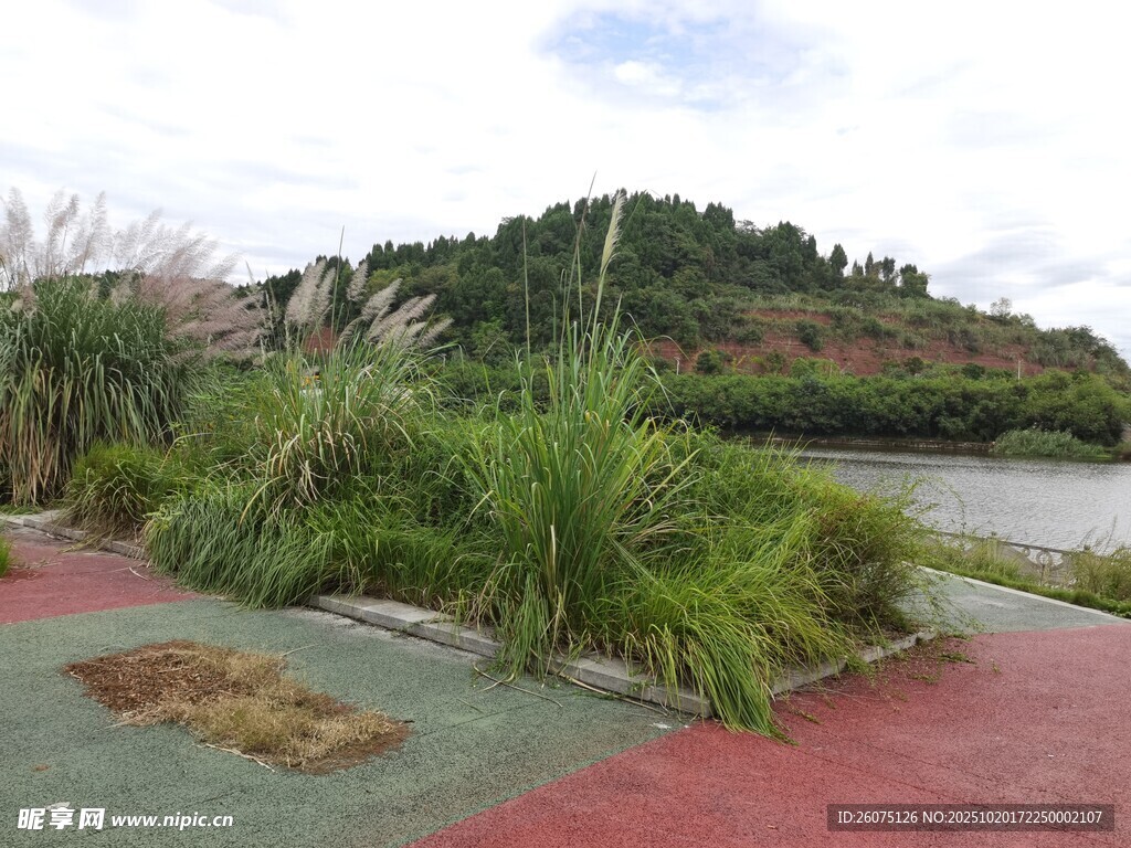 河畔多彩步道旁绿植景观