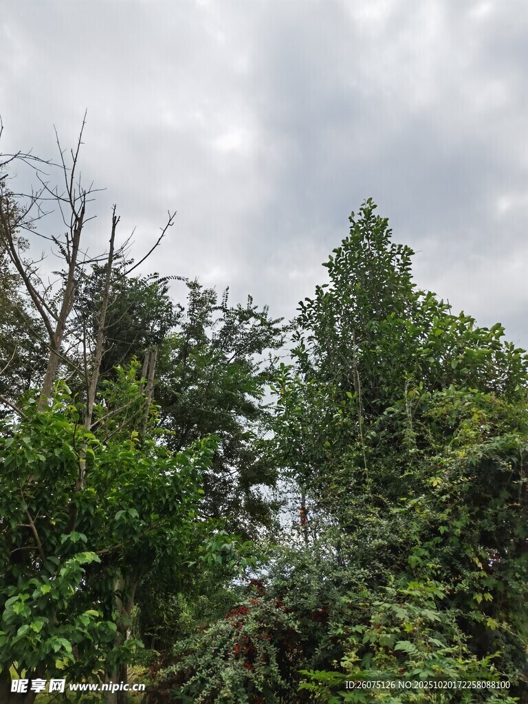 繁茂树林与阴沉天空