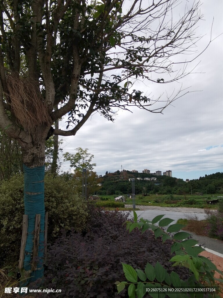 乡村路旁树木与自然景致