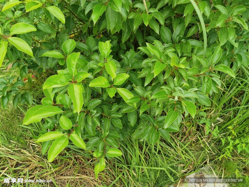 绿意盎然的植物群落