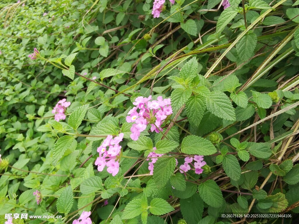 绿叶丛中的粉色小花