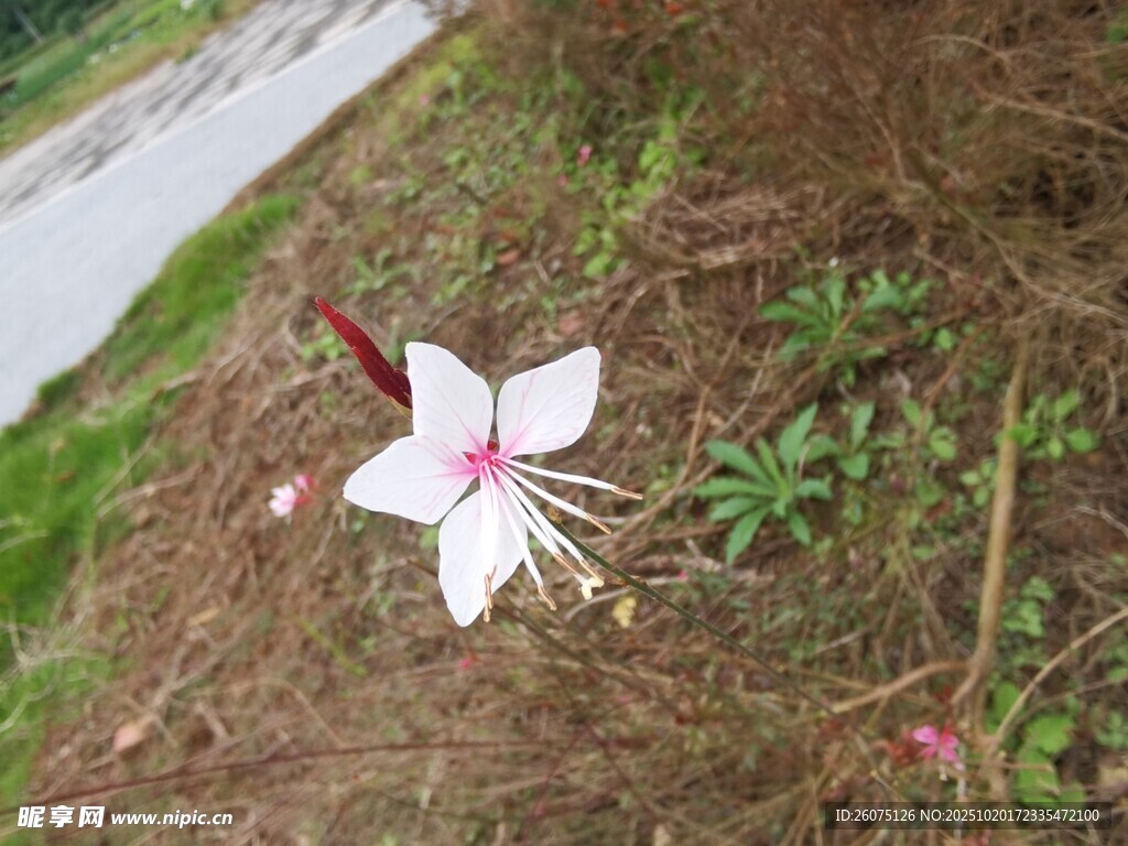 草地上的单朵白色美丽小花