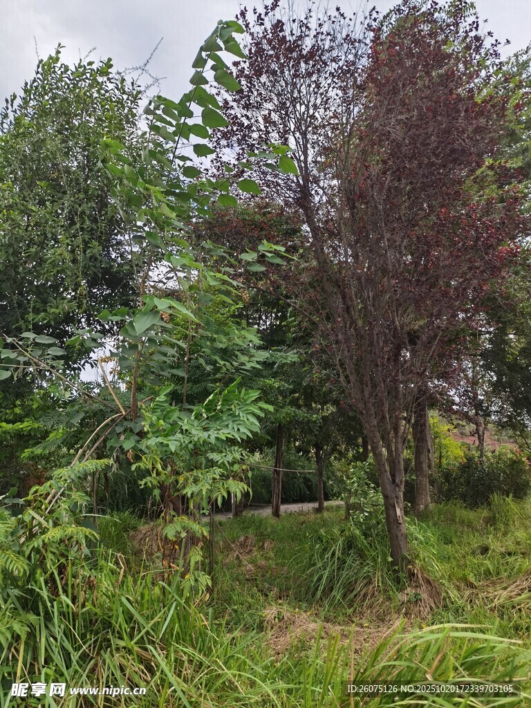 户外繁茂绿植景观