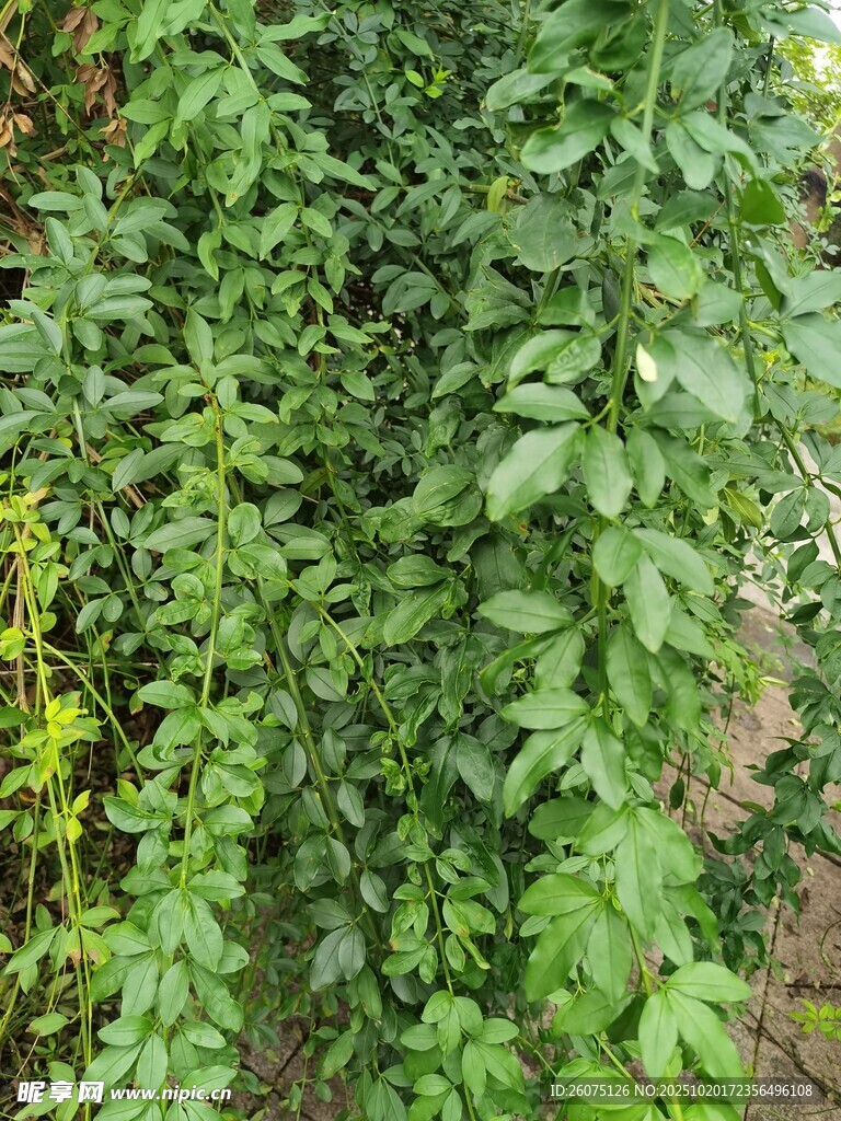 翠绿繁茂的藤蔓植物