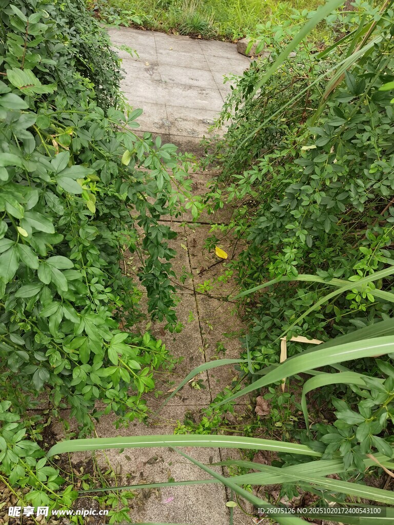 小径穿行于繁茂绿植间