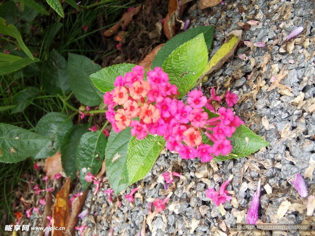 粉色小花绽放于绿叶间
