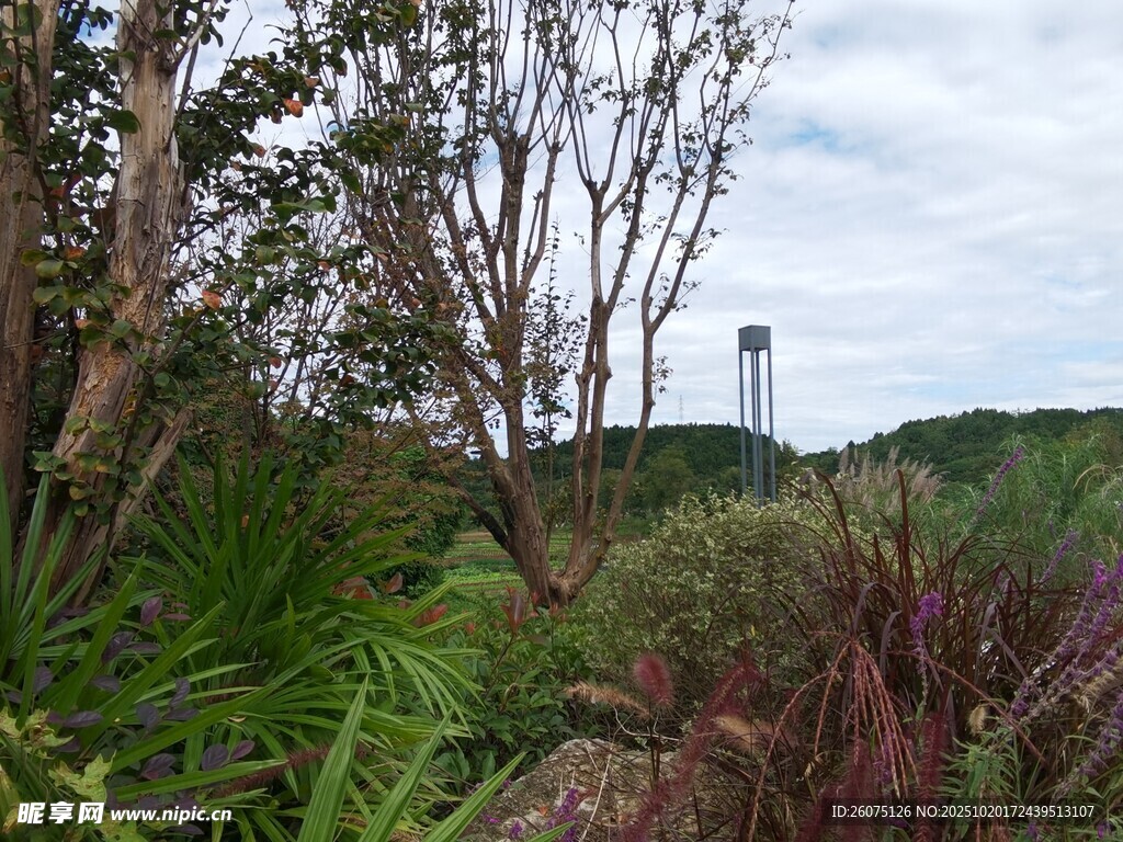 野外绿植与远处高塔景观