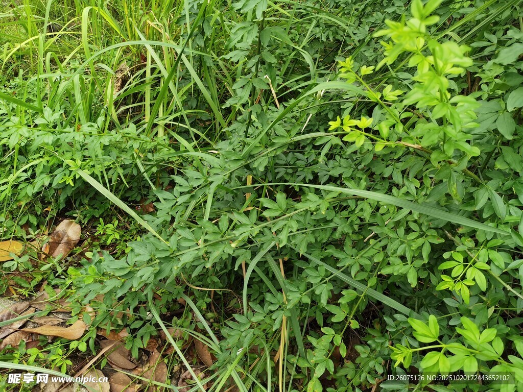 野外繁茂的绿色植物景观