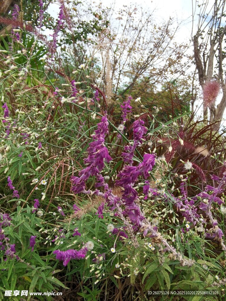 紫色花卉绽放于绿植间
