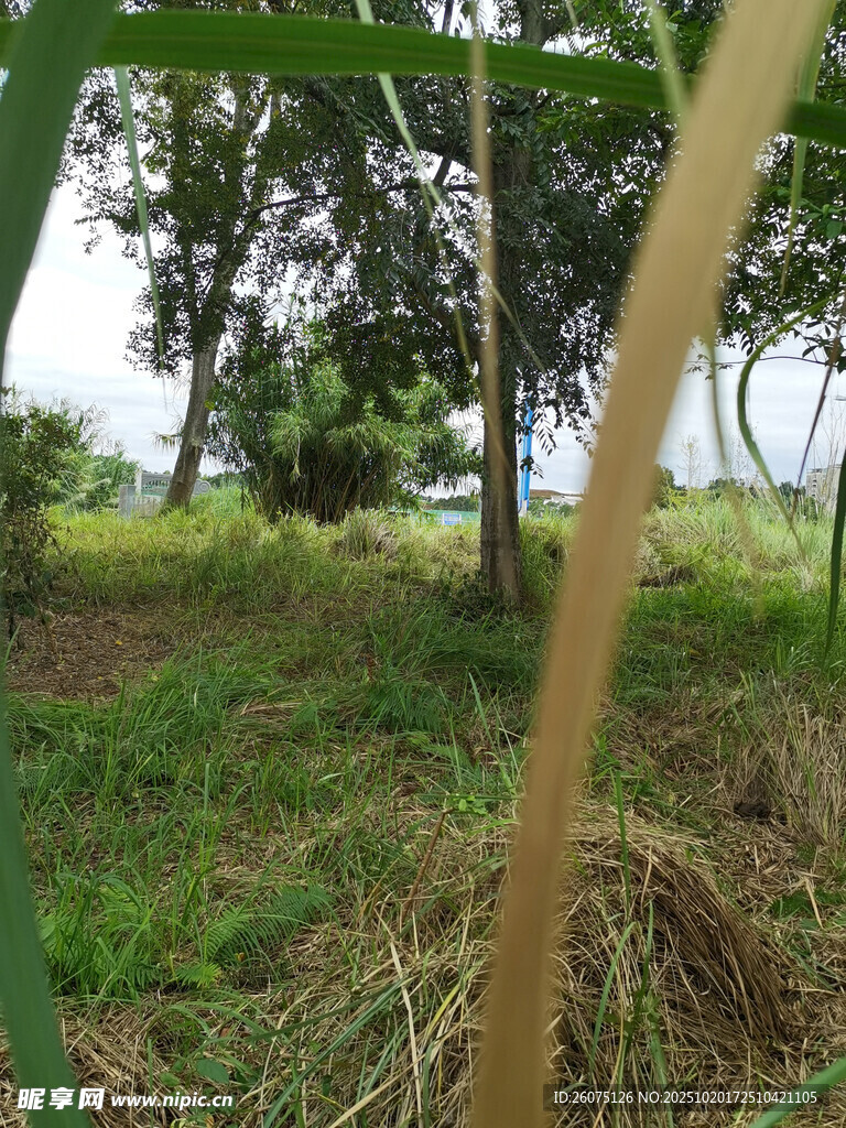 野外绿意盎然的树林景象