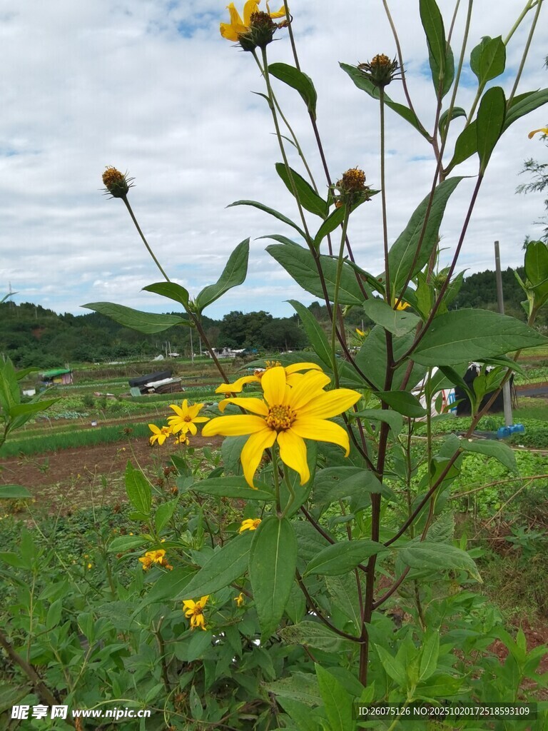 田野中的灿烂黄色小花