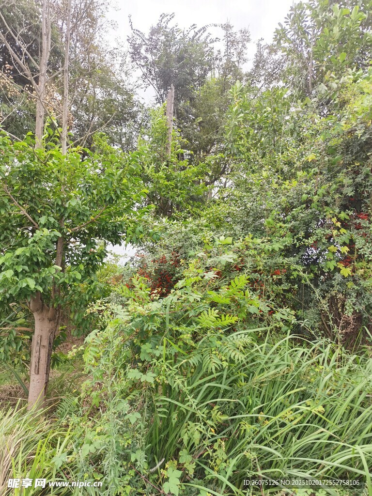 茂密丛林中的繁茂绿植