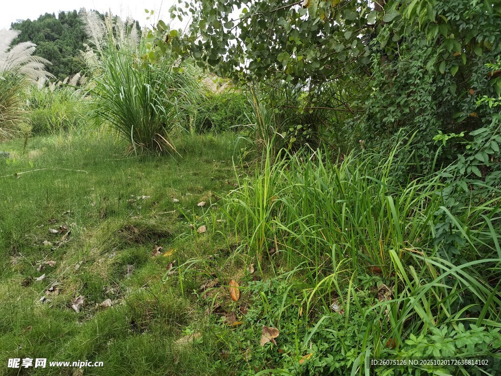 野外茂盛的草地与绿植