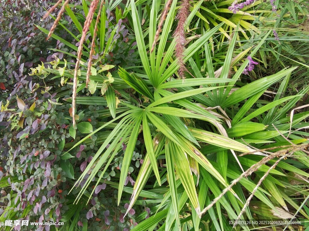 翠绿繁茂的丛生植物
