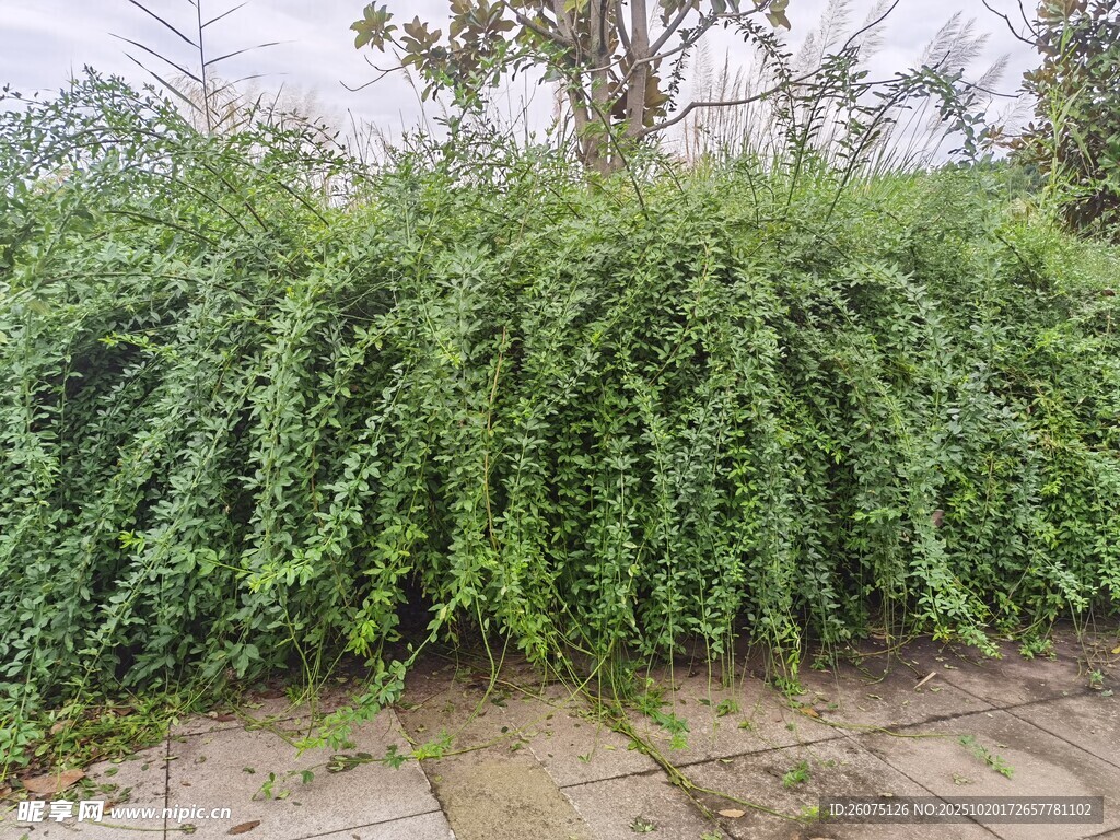 繁茂绿植墙自然清新景致
