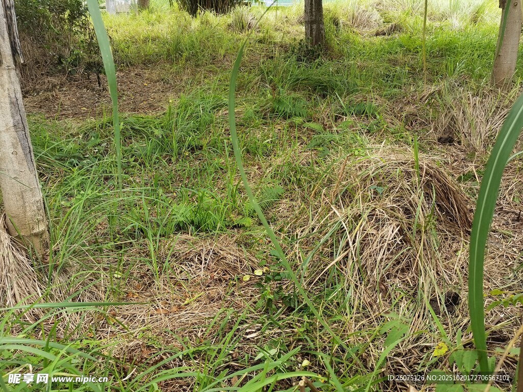 林间草地景象