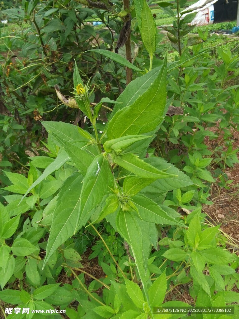 野外绿色植物特写