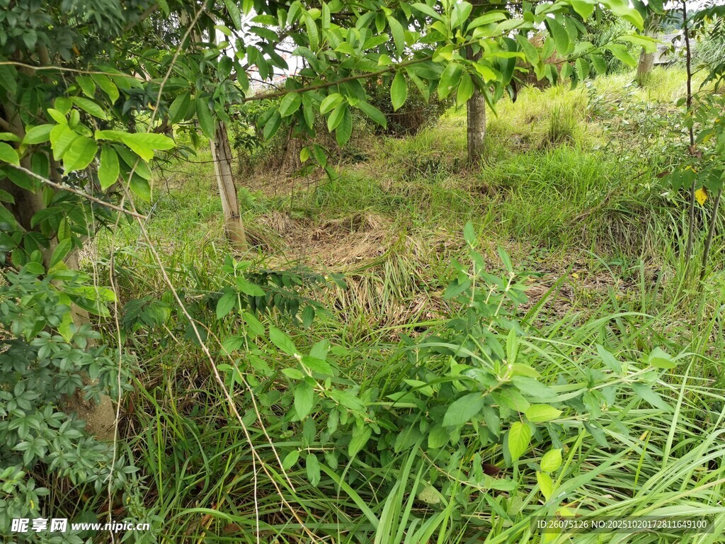 野外繁茂绿植景象