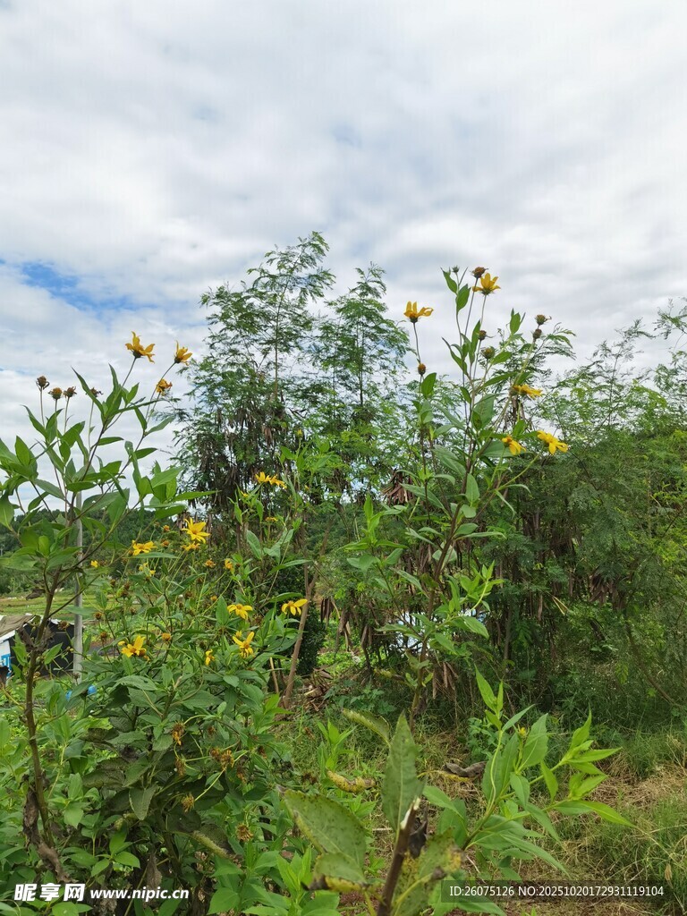 野外繁茂的绿植与黄色小花