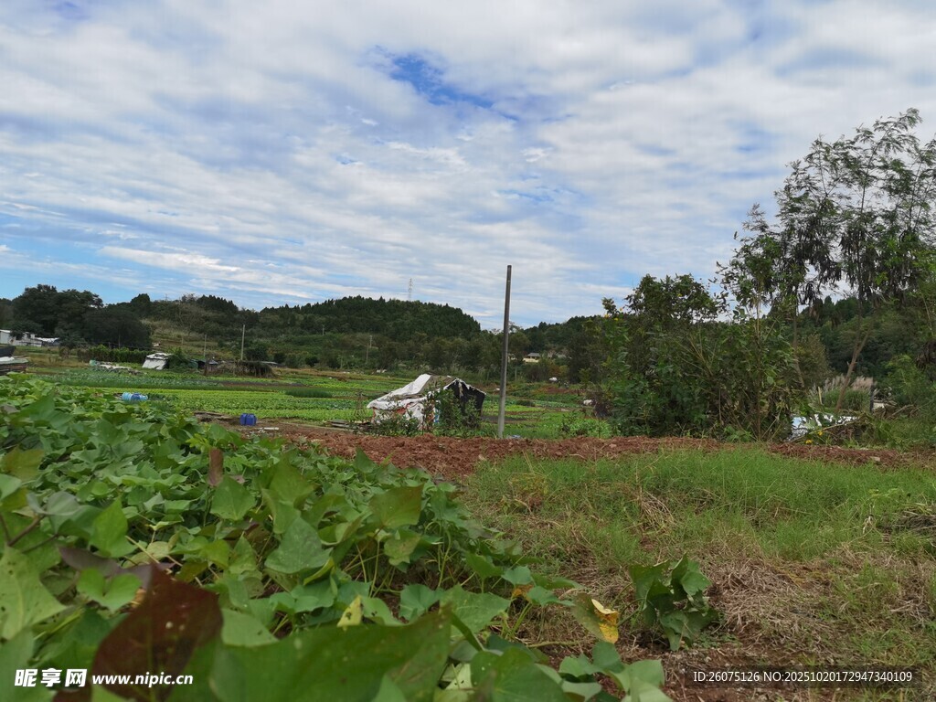 田园风光中的农作场景