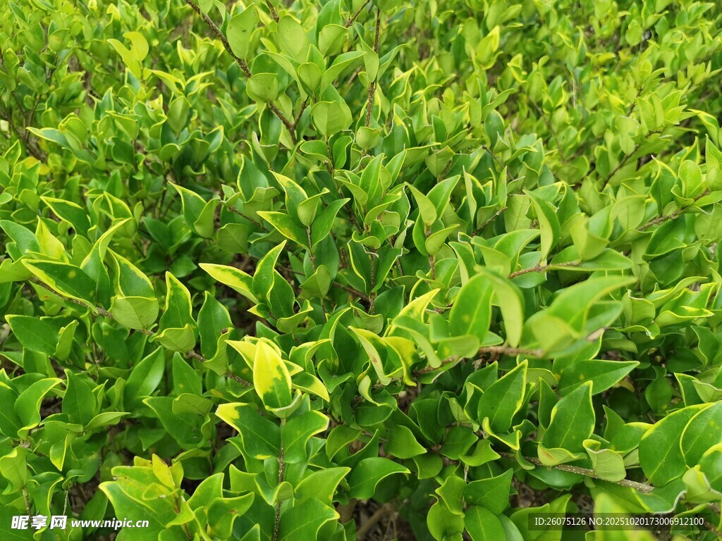 翠绿繁茂的植物景观