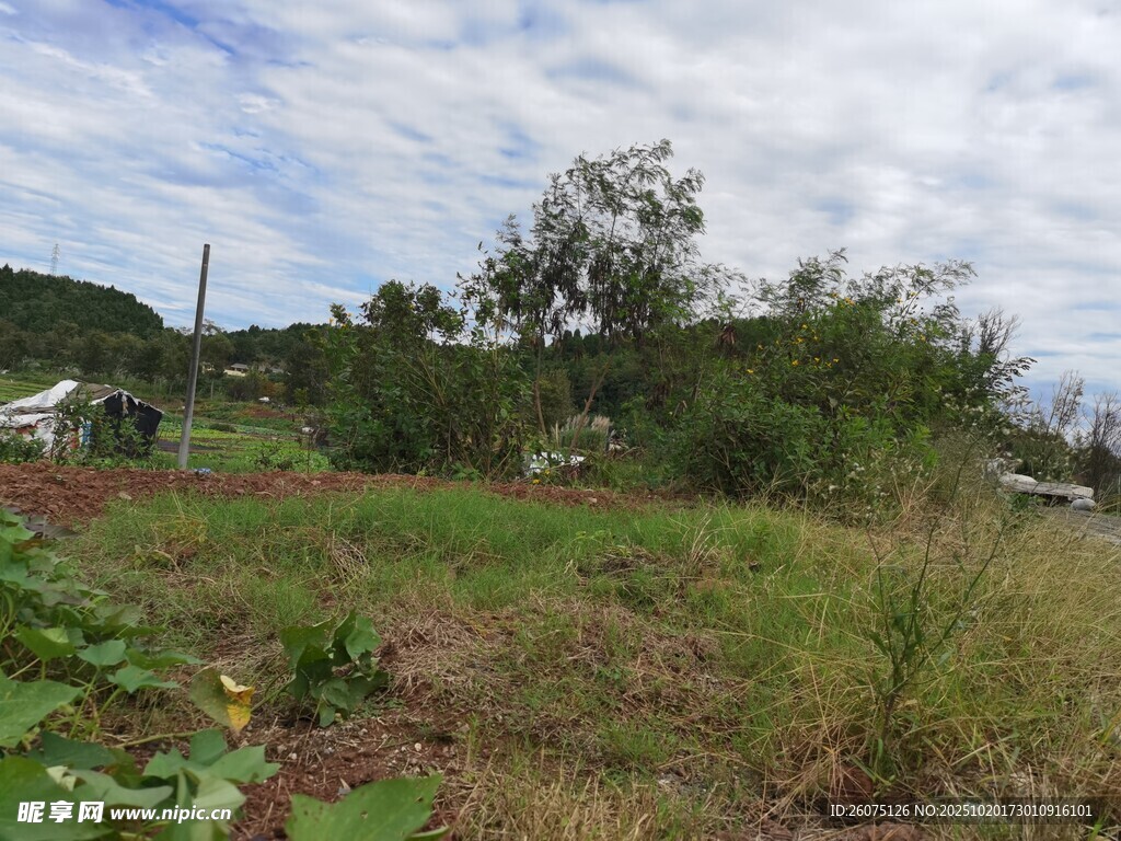 野外草地风景