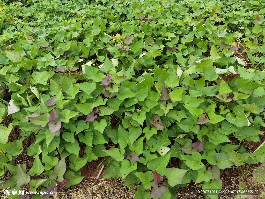 绿叶繁茂的植物景观