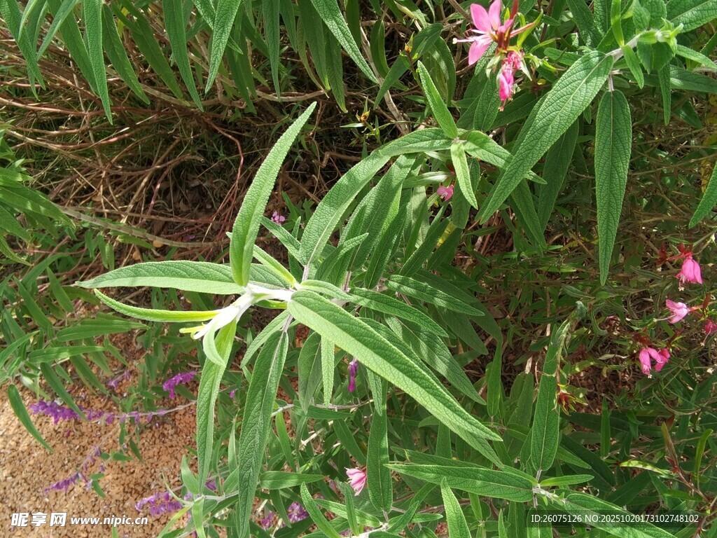 草丛中的粉色小花与绿叶