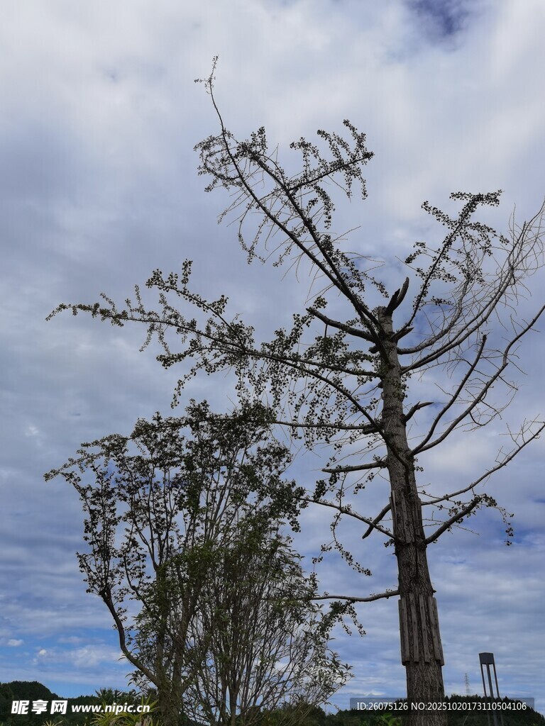 枯树立于蓝天白云之下