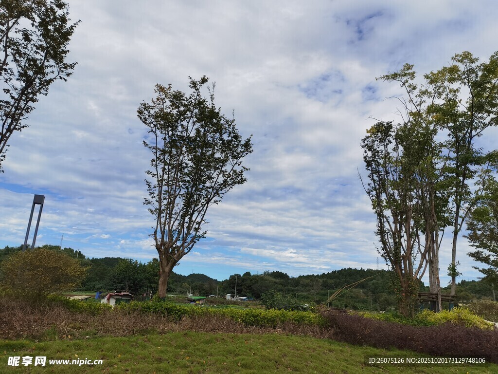 乡村田野树木风景图