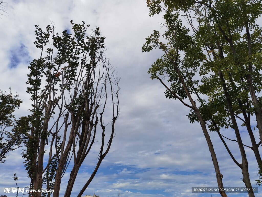 枯树与蓝天绿树的景致