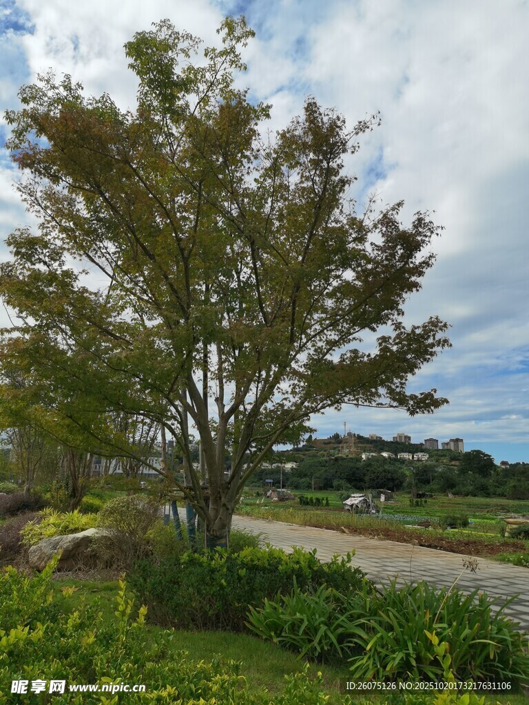 路边绿树与开阔风景