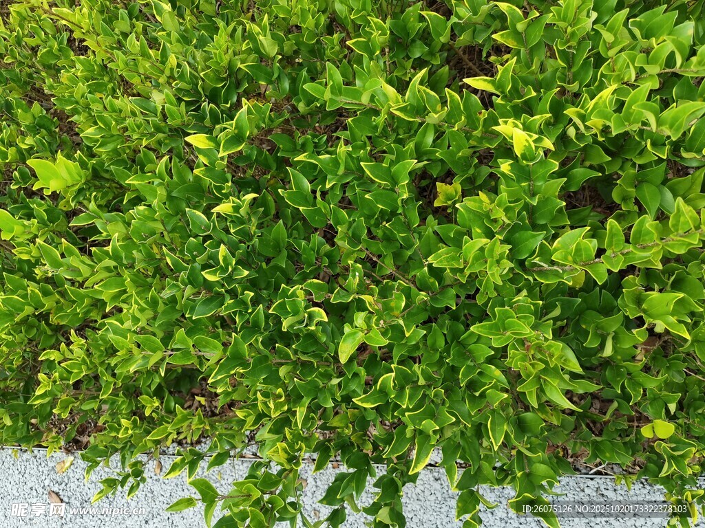 翠绿繁茂的垂挂绿植