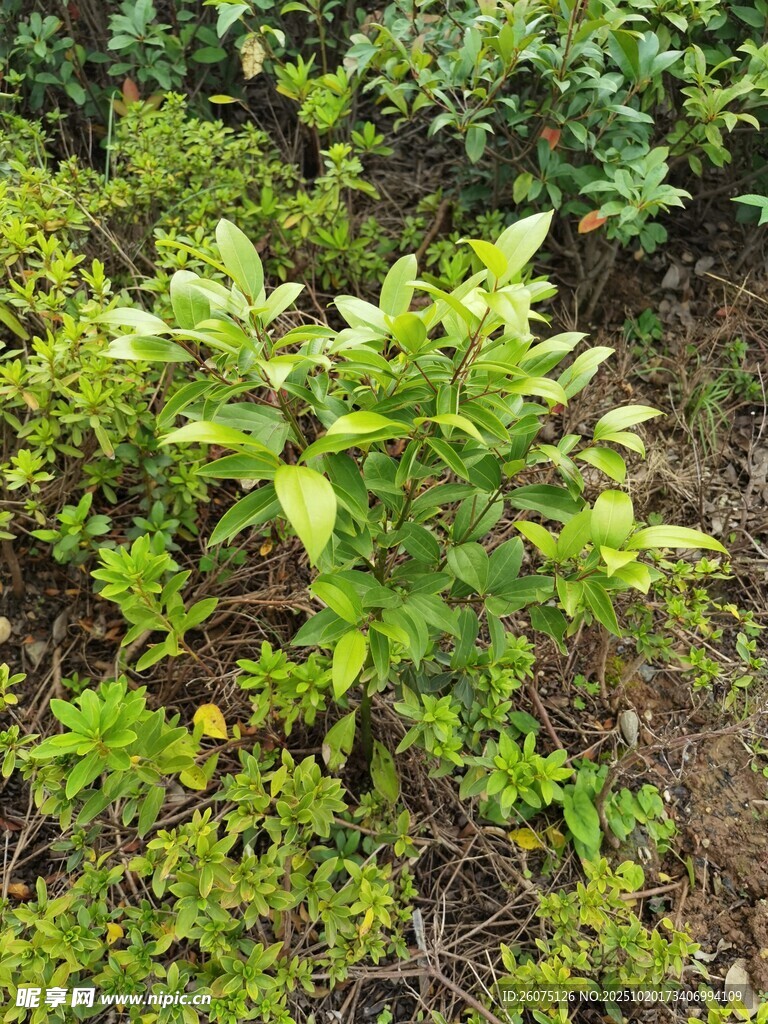 绿叶繁茂的灌木丛