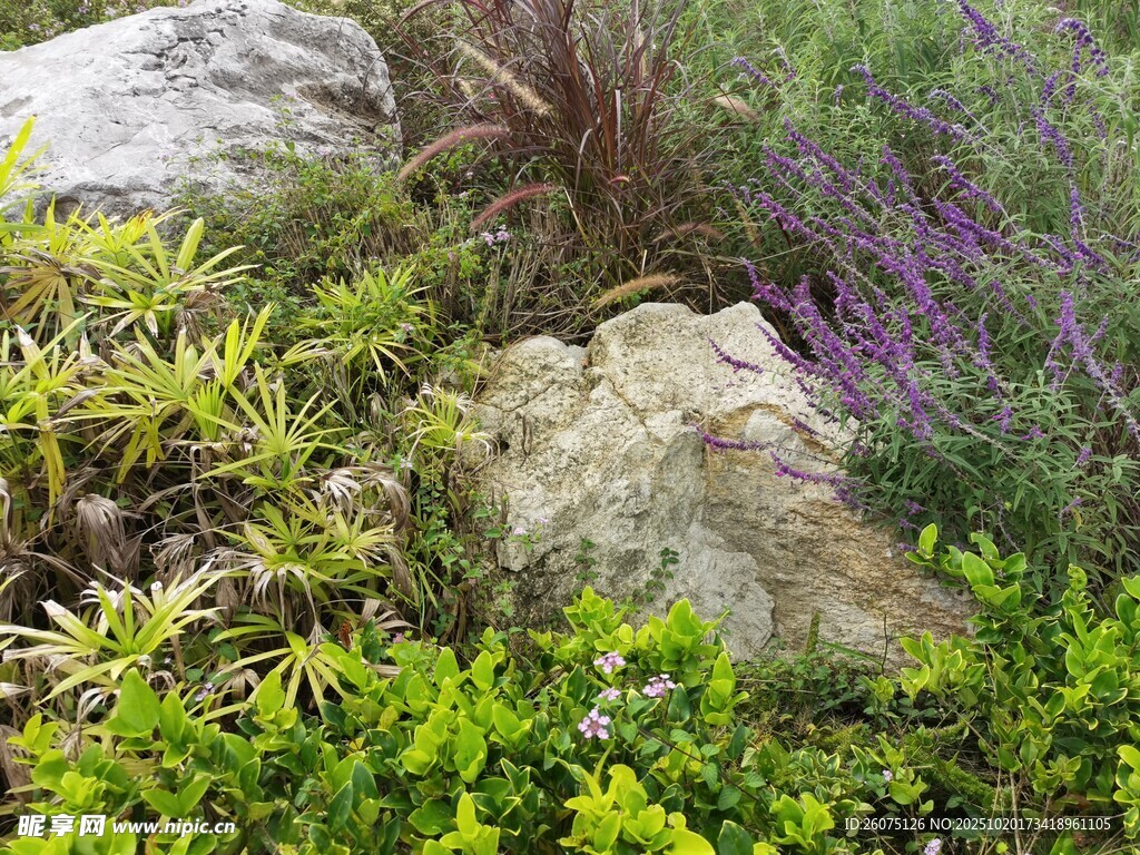 山间绿植与岩石景观