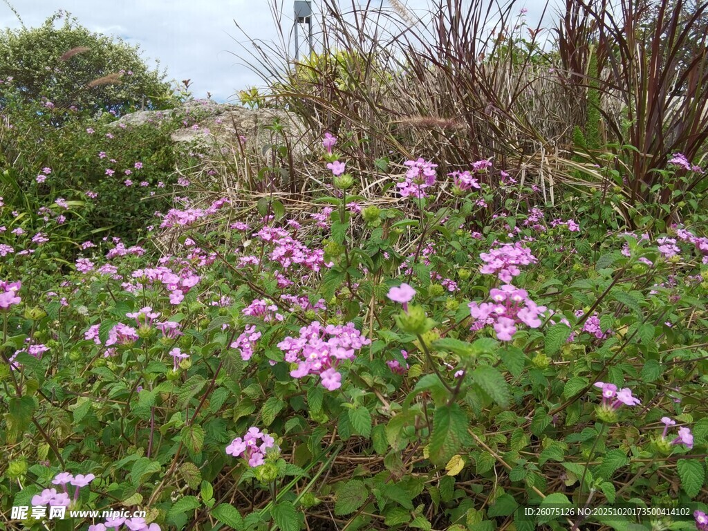 烂漫紫花绽放于绿野间