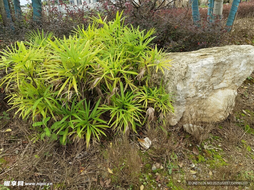 石旁绿植景观