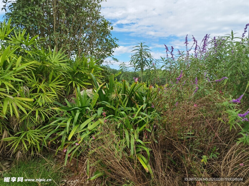 繁茂绿植景观