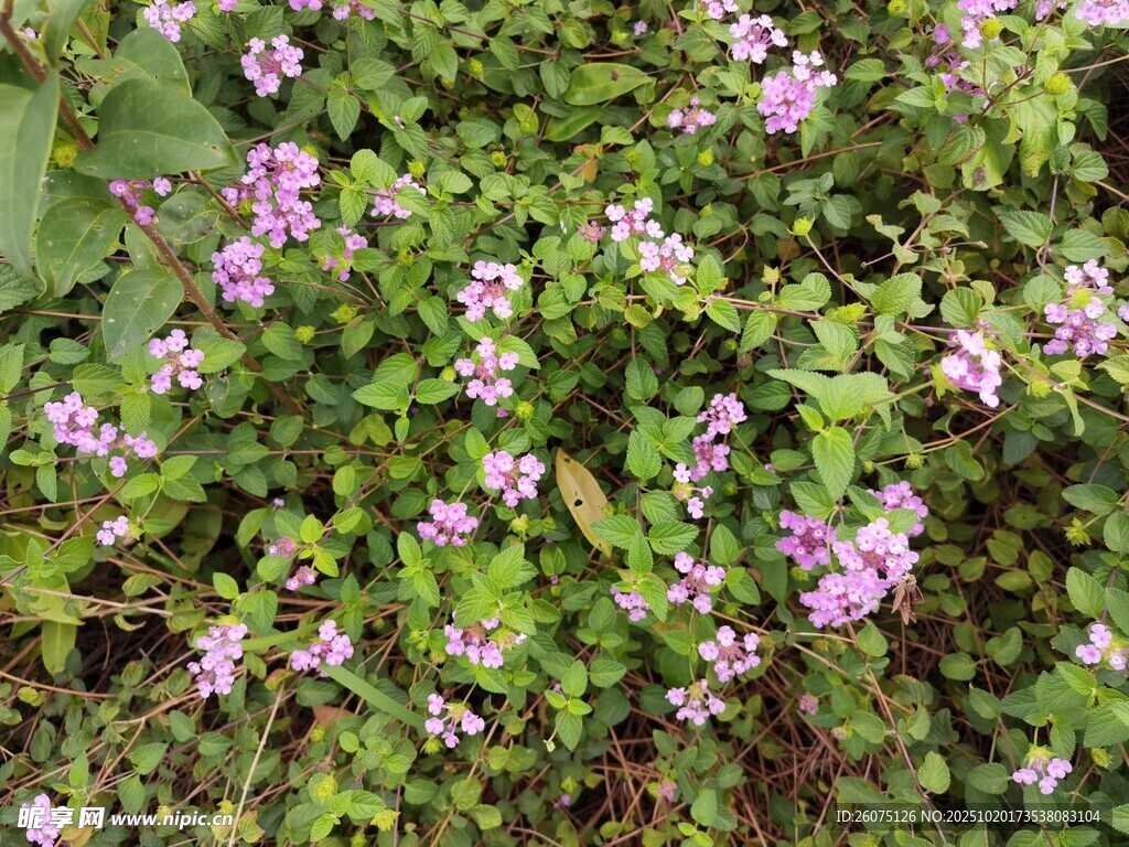 紫色小花绽放绿色草丛