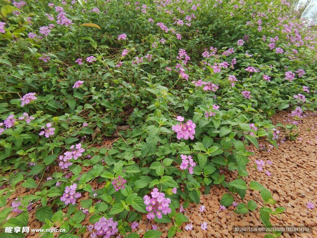 紫色花卉繁茂的绿植景观