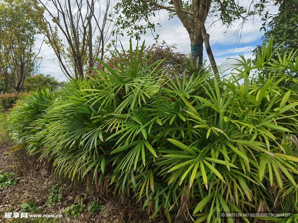 翠绿丛生的户外植物景观