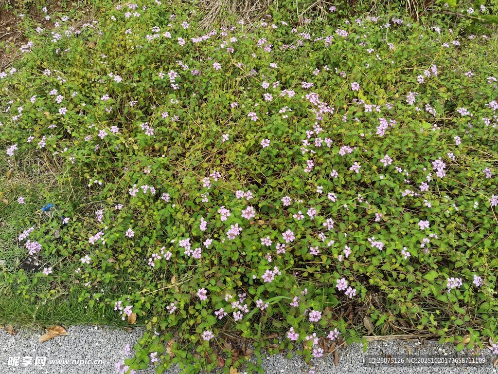 绿叶白花繁茂的匍匐植物